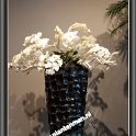orchidee wit in river black